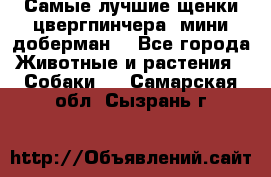 Самые лучшие щенки цвергпинчера (мини доберман) - Все города Животные и растения » Собаки   . Самарская обл.,Сызрань г.